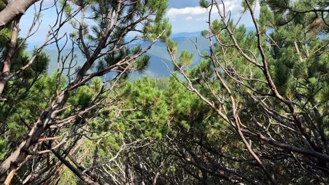 Camera moving through mountain pines reveals a hiking trail ahead Stock Footage 282129587
