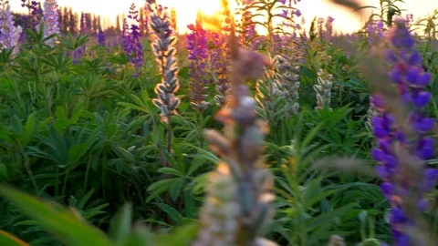 Camera moving through natural wild lupines in sunset lights. Steadicam shot. Video stock 84172220