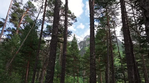 Camera moving through pine forest revealing mountain peak 動画素材 289653094