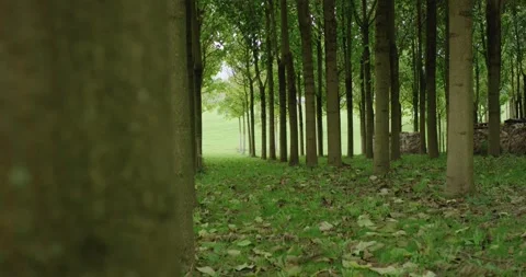 Camera Moving Through Rows of Young Trees, Forest Plantation, Slow Tracking Shot Video stock 340326840