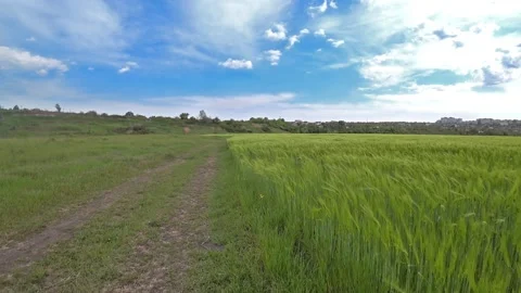Camera moving through rural road and agricultural field with green wheat 스톡 동영상 130405898