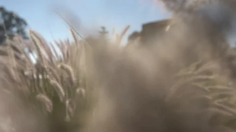 Camera moving through spikes. Spike on a sunny day Stock Footage 127640762