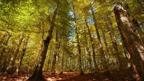 Camera is moving through the sunny fall forest covered with fallen leaves and Stock Footage 204052695