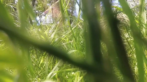 Camera moving through tall grass with lens flare Stock Footage 107951188