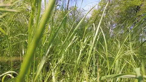 Camera moving through tall grass with lens flare Stock Footage 107992848
