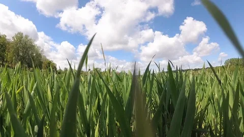 Camera moving through tall grass with lens flare Stock Footage 108008826
