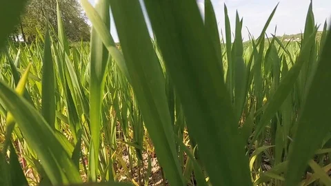 Camera moving through tall grass with lens flare Stock Footage 108009613