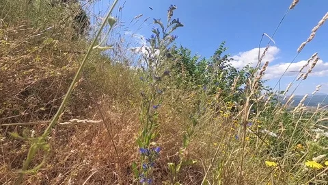 Camera moving through tall grass, slow motion Stock Footage 112096365