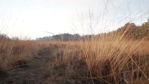 Camera moving through tall grass in field Stock Footage 292924421