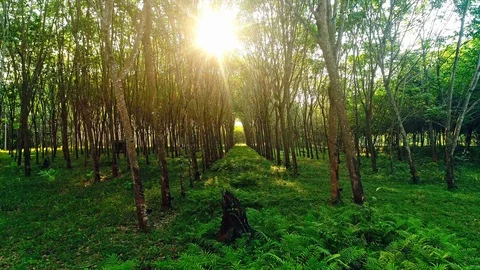 Camera moving through trees. Rubber plantation in South of Thailand Video stock 90903451