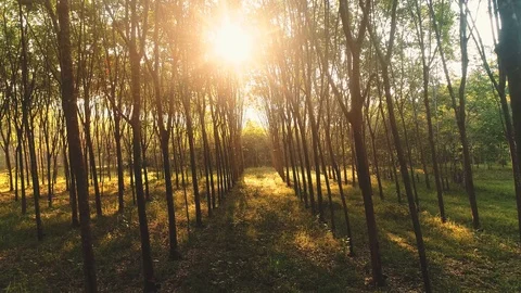Camera moving through trees at sunset. Autumn scenery of rural way, the Stock Footage 90903118
