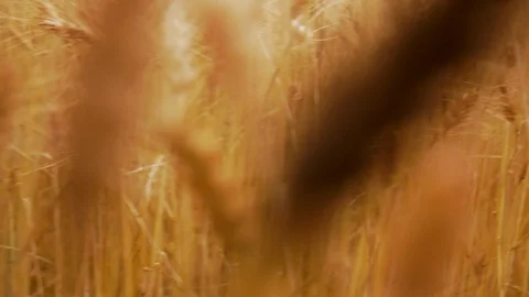 Camera moving through the wheat among the spikes Видео 114393433