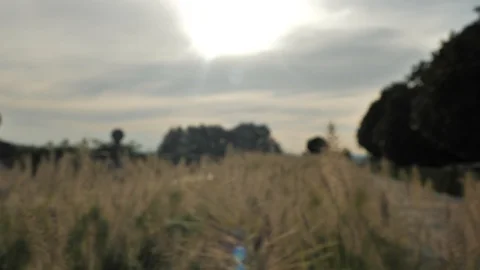 Camera moving throught the yellow ears of summer grass at the evening sunset Stock Footage 94609897