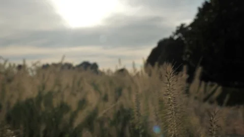 Camera moving throught the yellow ears of summer grass at the evening sunset Stock Footage 94610075