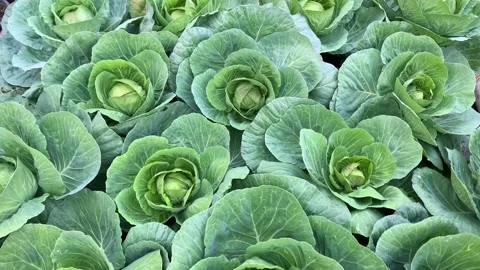 Camera moving from top to down tightly large green long lived cabbage in garden Stock Footage 174637866