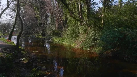 Camera moving towards a calm river stream in the woods forest. Stock Footage 306471005