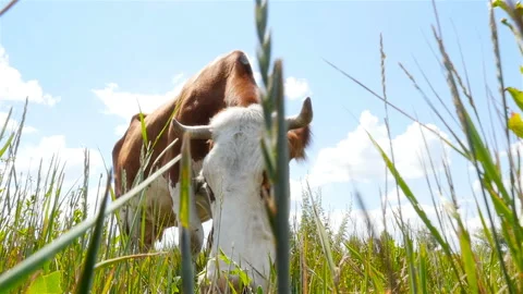 The camera is moving towards the cow. Close-up. Slow motion Stock Footage 95650033