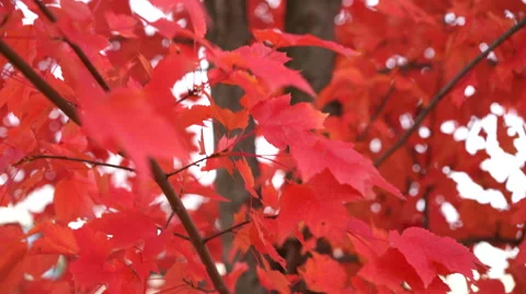 Camera moving towards tree packed with bright red leaves in the Fall Stock Footage 56435412