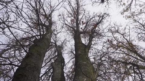 Camera moving towards tree tops from below. Winter. Dark and sad concept Stock Footage 170515957