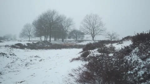 Camera moving towards trees in snowy landscape Stock Footage 289663446