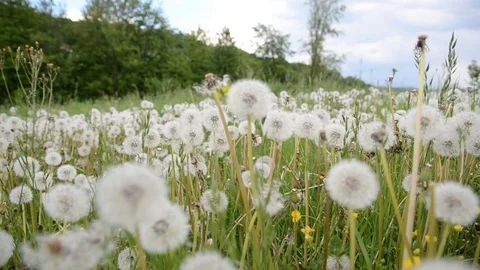 Camera moving true field full of flowers and grass. Dandelion balls Stock Footage 114571152