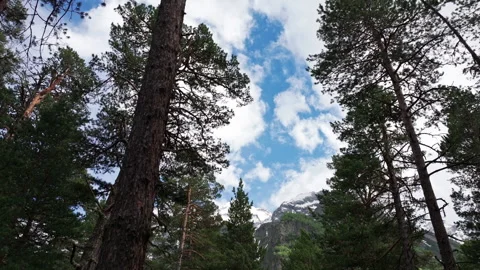 Camera moving under pine trees canopy showing majestic mountain Stock Footage 289653537