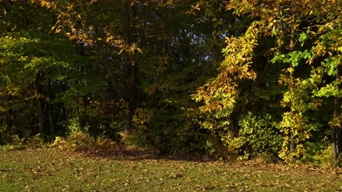 Camera moving under tall trees in autumn season Stock Footage 166399340