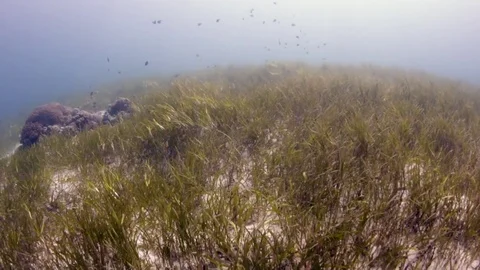 Camera moving underwater above a field of green sea grass Stock Footage 82630687