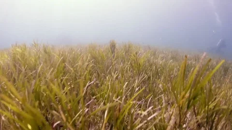 Camera moving underwater above a field of green sea grass Stock Footage 82684783