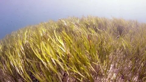 Camera moving underwater through a field of green sea grass Stock Footage 82629952
