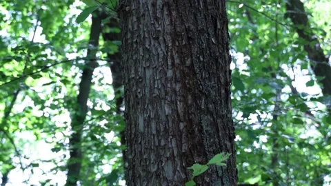 Camera moving upward along the tree trunk. 스톡 동영상 228234584