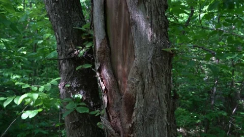 Camera moving upward along the tree trunk. 스톡 동영상 228234910