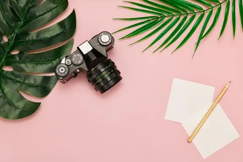 The camera, a notebook with a pencil and a leaf of a palm tree lies on a pink  Stock Photos