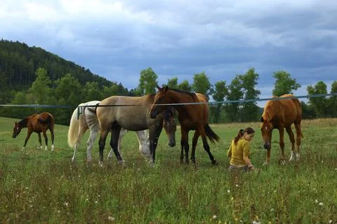 A camera operator works at ground level among grazing horses in a fenced past Stock Photos