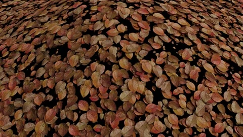 Camera Orbit Around Fallen Autumn Leaves Nature Background. Autumn Leaves. 4K Stock Footage 335197890