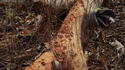 Camera Orbiting Around Fallen Log Covered with Extensive Termite Mud Tubes Stock Footage 337868380