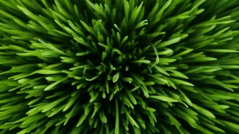 The camera over the grass Nature 4k Stock Footage 87221935