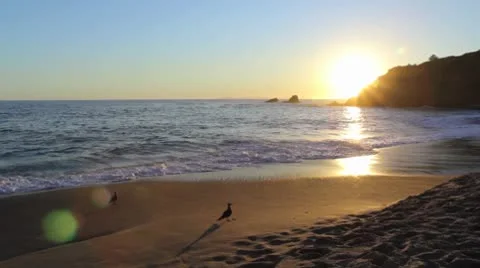 Camera Pan Across Beach With Seagull During Sunset Stock Footage 8840670