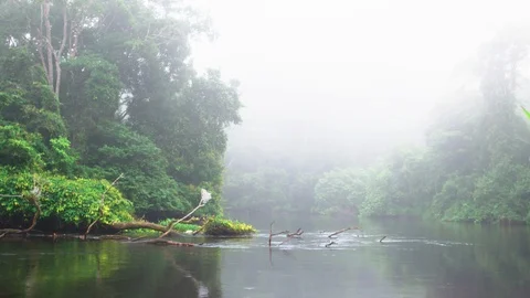Camera pan across river of tropical forest to grassy riverbank Stock Footage 119340868