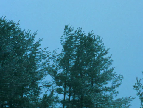 Camera pan across trees in the winter snow storm, blizzard, vintage film (16mm) Stock Footage 259202520