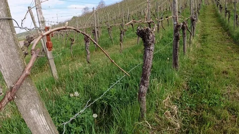 Camera pan along vines in a vineyard Stock Footage 129608785