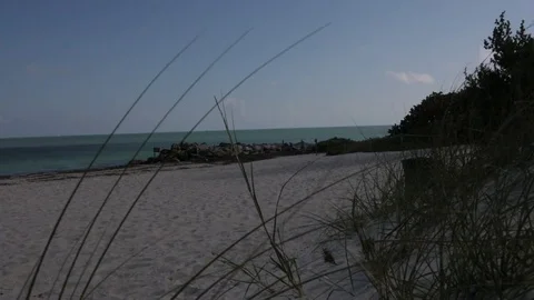 Camera Pan at the Beach with Grass Video stock 83967895
