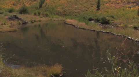 Camera pan of a beaver pond in the mountains of northern Nevada 스톡 동영상 56244666