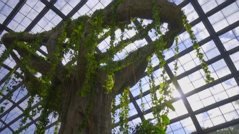 Camera pan on a big tree from bottom to the sky in Butterfly farm, Penang Stock Footage 108796030