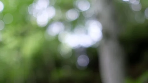 Camera pan of blurred white and green lights in a forest Stock Footage 78135356