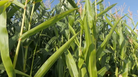 Camera pan of corn field on wind turbine Stock Footage 41299213