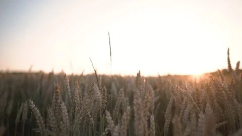 Camera pan in cornfield at sunset Stock Footage 102513016