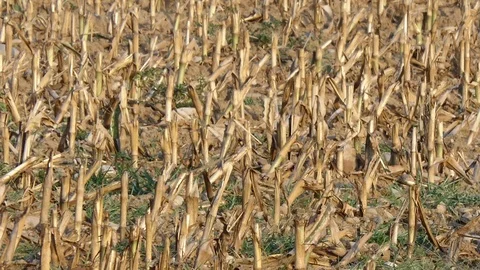 Camera pan on a cut corn field Stock Footage 116502480