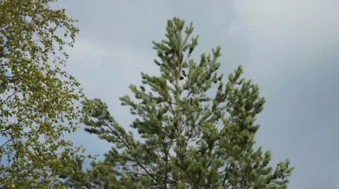 Camera Pan Down Pine Tree Stock Footage 11058764