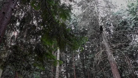 Camera pan down of trees in a forest Stock Footage 120773441